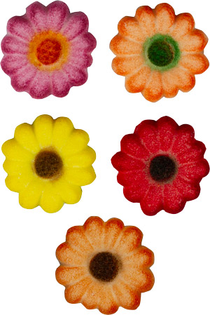 Autumn Daisies - Sugar - Asst Colors