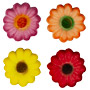 Autumn Daisies - Sugar - Asst Colors