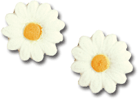 Daisy W/Yellow Ctr - White