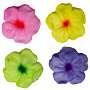 Blossom - Asst Colors