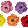 Autumn Blossoms - Sugar - Asst Colors