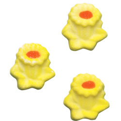 Daffodils - Small