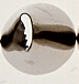 Standard Tube # 63 - Dozen Pack