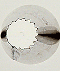 Large French Tube #8B