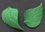 Gum Paste Rose Leaves-Green-1 3/4